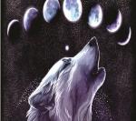 Волк и фазы луны