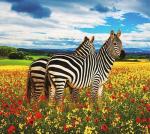 Две зебры на цветочном лугу