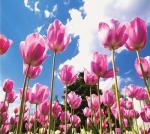 Розовые тюльпаны на фоне белых туч