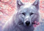 Белый волк и цветы сакуры