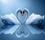 Верная любовь лебедей