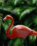 Ярко-розовый фламинго у зарослей папоротников