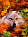 Белый волк в осенних листьях