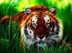 Большой тигр в зеленой траве
