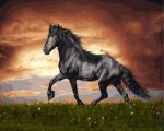 Черный конь на зеленой поляне