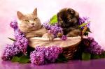 Щенок и кот в цветах сирени