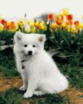 Белый щеночек у тюльпанов
