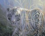 Белый тигр в сухой траве