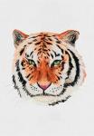 Набор для вышивания "PANNA" "Живая картина"   JK-2177   "Тигр"