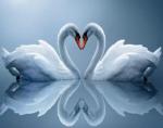 Пара белоснежных лебедей на зеркальном озере