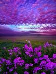 Розовые облака и фиолетовое поле цветов
