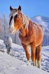 Прогулка лошадей в зимних горах