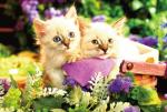 Два маленьких котёнка в корзинке и цветах