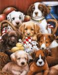 Собрание разных милых щенков