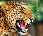 Разъяренный леопард