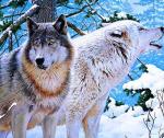 Вой волков в зимнем лесу
