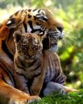 Тигрица защищает малыша