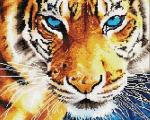 Взгляд голубоглазого тигра