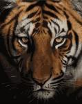 Взгляд африканского тигра. Кристина Пенеску