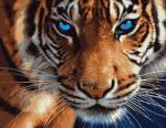 Голубые глаза тигра