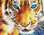 Взгляд голубых глаз тигра