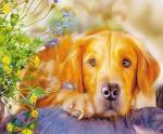 Добрый пес и полевые цветочки