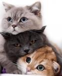 Три пушистых котенка