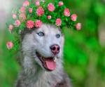 Собака с цветочным венком