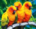 Три красочных попугая
