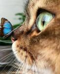 Большеглазый котенок и бабочка