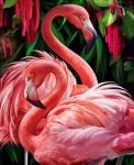 Изящные птицы - розовые фламинго