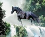 Черный конь бежит по реке