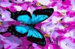 Синяя бабочка на фиолетовых цветах