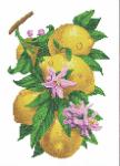 "Лимон" Рисунок на канве