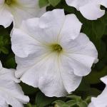 Семена цветов  Петуния крупноцветковая белая (15 семян)