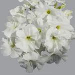 Семена цветов  Петуния крупноцветковая белая (15 семян)