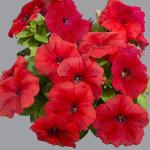 Семена цветов  Петуния крупноцветковая красная (15 семян)