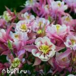 Семена цветов  Аквилегия махровая розово-белая (5 семян)