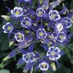 Семена цветов  Аквилегия сине-белая (5 семян)