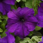 Семена цветов  Петуния крупноцветковая фиолетовая (15 семян)