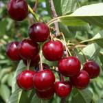 Дюки Чудо-вишня (гибрид вишни и черешни) для опыления нужна черешня