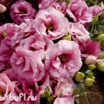 Семена цветов  Эустома махровая темно розовая (10 семян)