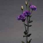 Семена цветов  Эустома махровая фиолетовая (10 семян)