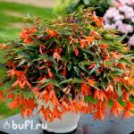 Семена цветов  Бегония боливийская оранжевая (5 семян)