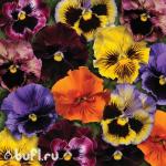 Семена цветов  Виола гофрированная смесь цветов (10 семян)