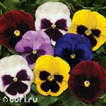 Семена цветов  Виола крупноцветковая смесь цветов (10 семян)