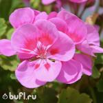 Семена цветов  Пеларгония зональная нежно розовая (5 семян)