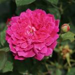 Розы английской цветов гидролат, спрей