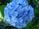 Саженец Гортензия крупнолистная Nikko Blue