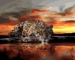Ягуар у озера на закате дня